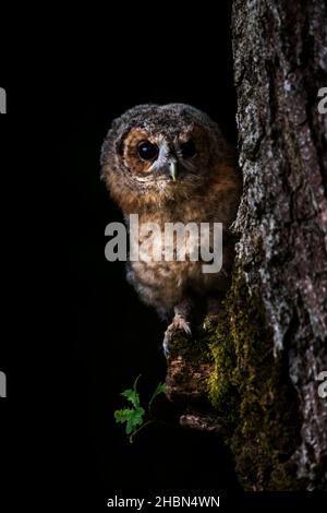 Tawny gufo (Strix aluco) pulcino, controllato, Cumbria, Regno Unito Foto Stock