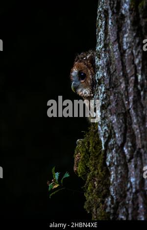 Gufo da traino (Strix aluco), controllato, Cumbria, Regno Unito Foto Stock