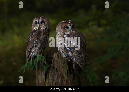 Gufi da traino (Strix aluco), controllati, Cumbria, Regno Unito Foto Stock