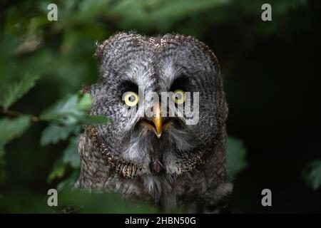 Gufo grigio grande (Strix nebulosa), captive, Regno Unito Foto Stock
