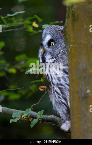 Gufo grigio grande (Strix nebulosa), captive, Regno Unito Foto Stock