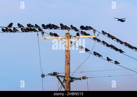 Rooks (Corvus frugilegus), Northumberland National Park, Regno Unito Foto Stock