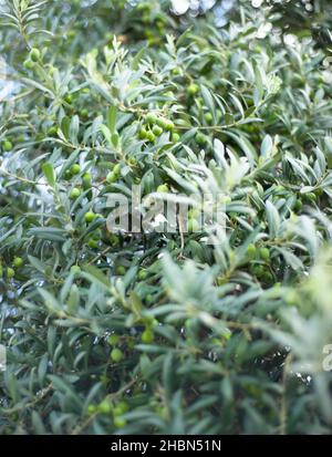 Sfondo da rami di ulivo. Foglie e olive. Foto Stock