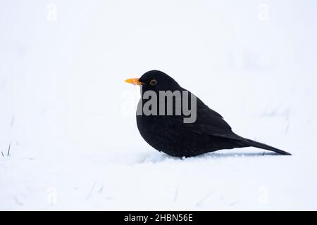 Blackbird (Turdus merula) nella neve, Northumberland National Park, Regno Unito Foto Stock
