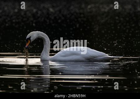 Mute Swan (Cygnus olor), Bolam Lake Country Park, Northumberland, Regno Unito Foto Stock