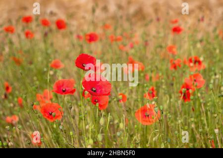 Papavero comune (Papaver rhoeas), valle del Nord Tyne, Northumberland, Regno Unito Foto Stock