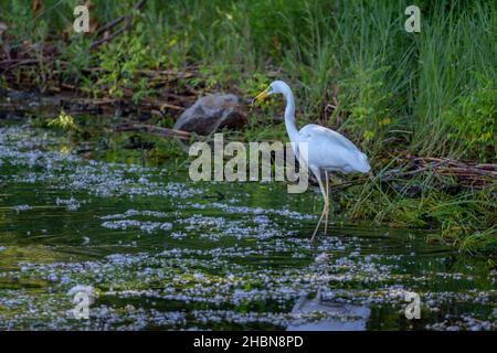 Bellissimo airone bianco – Great Egret – pesca su una riva del fiume, tenendo piccoli pesci in un becco. Natura estiva. Caccia di uccelli selvatici. Foto Stock