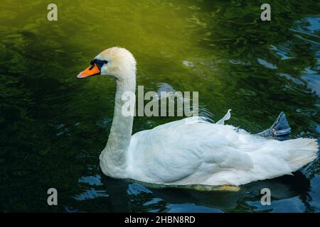Bel cigno bianco su una superficie d'acqua del lago verde scuro Foto Stock