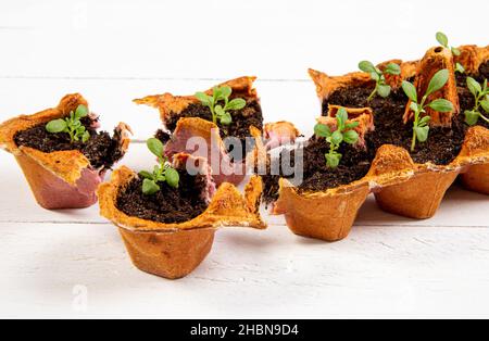 Mappe catastali di piccole dimensioni in crescita in cartone uovo di pollo casella in bianco e nero del suolo. Rompere la carta biodegradabile cup e pianta nel suolo all'esterno. Il concetto di riutilizzo. Foto Stock