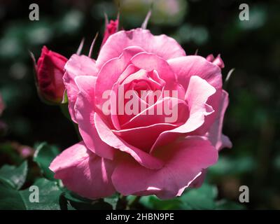 Vista ravvicinata del fiore della Rosa Cinese (Rosa chinensis) Foto Stock