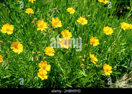 Molti fiori di Coreopsis giallo vivido comunemente conosciuto come calliopsis o seme di tickseed e piccole foglie verdi sfocate in un giardino estivo soleggiato, ou naturale fresco Foto Stock