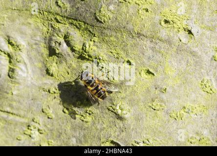 Batman Hoverfly (Myathropa florea) appoggiato su un tronco d'albero Foto Stock