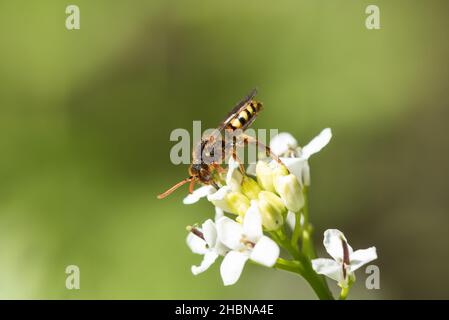 Nomad Bee di Lathbury (Nomada lathburiana) Foto Stock