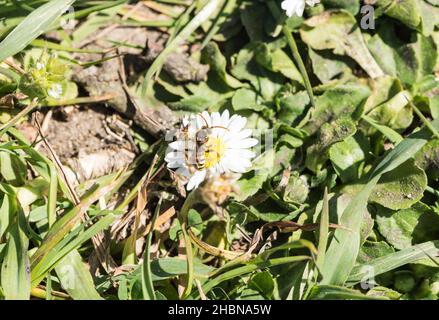 Nomad Bee di Lathbury (Nomada lathburiana) Foto Stock