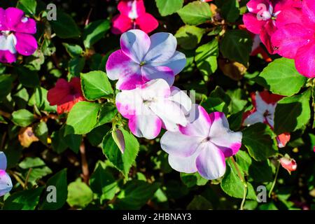 Primo piano di rosso vivo, rosa e bianco impatiens walleriana fiori in un giardino estivo soleggiato, bello sfondo floreale all'aperto fotografato con sof Foto Stock