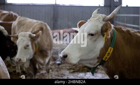 Mucca nel paddock in inverno. Mucche in una fattoria russa in inverno. Foto Stock