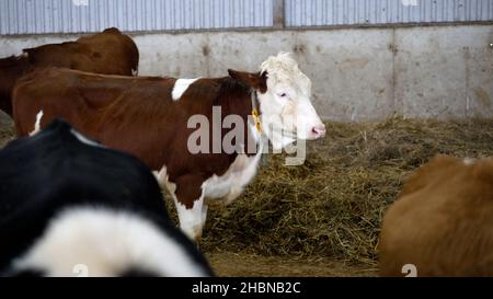 Mucca nel paddock in inverno. Mucche in una fattoria russa in inverno. Foto Stock