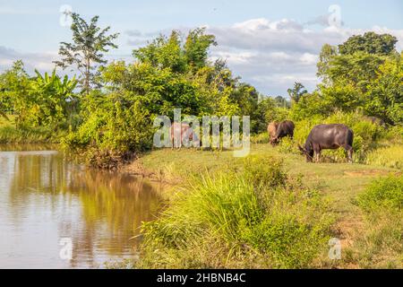 Bufalo d'acqua thailandese in un campo di riso in Thailandia Sud-Est asiatico Foto Stock