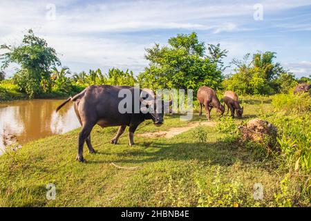 Bufalo d'acqua thailandese in un campo di riso in Thailandia Sud-Est asiatico Foto Stock