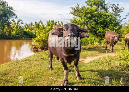 Bufalo d'acqua thailandese in un campo di riso in Thailandia Sud-Est asiatico Foto Stock