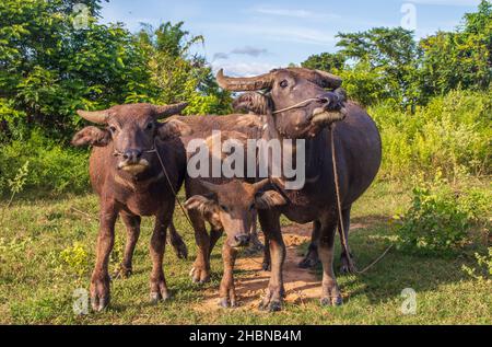 Bufalo d'acqua thailandese in un campo di riso in Thailandia Sud-Est asiatico Foto Stock