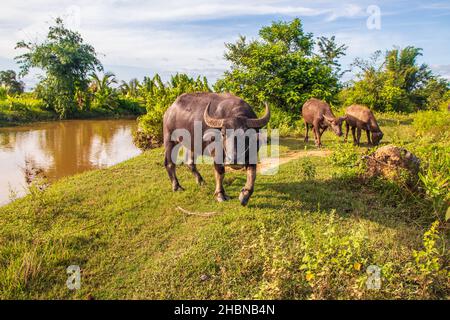 Bufalo d'acqua thailandese in un campo di riso in Thailandia Sud-Est asiatico Foto Stock