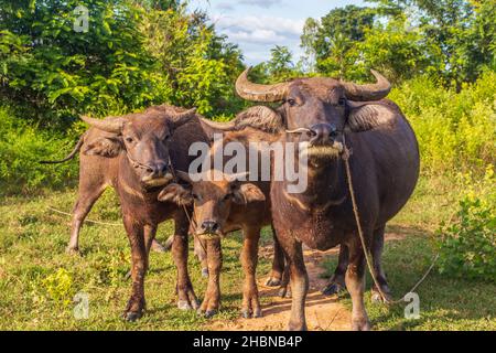 Bufalo d'acqua thailandese in un campo di riso in Thailandia Sud-Est asiatico Foto Stock