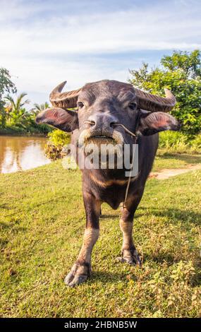 Bufalo d'acqua thailandese in un campo di riso in Thailandia Sud-Est asiatico Foto Stock