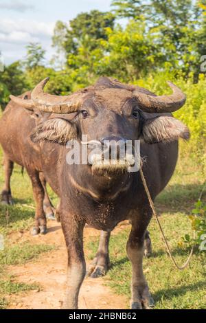 Bufalo d'acqua thailandese in un campo di riso in Thailandia Sud-Est asiatico Foto Stock