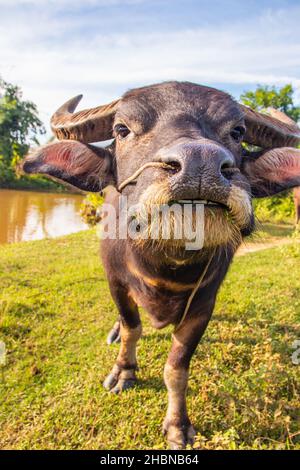 Bufalo d'acqua thailandese in un campo di riso in Thailandia Sud-Est asiatico Foto Stock