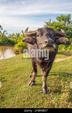 Bufalo d'acqua thailandese in un campo di riso in Thailandia Sud-Est asiatico Foto Stock