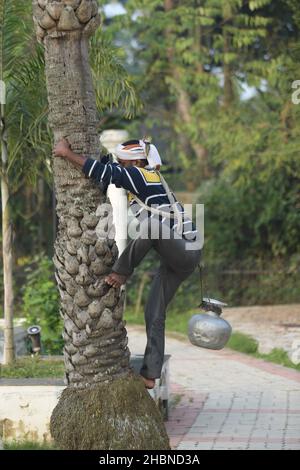 Un uomo che raccoglie sap da un albero di palma di data. L'uomo spelle abbaio in cima all'albero e attacca una pentola per raccogliere il liquido. Agartala, Tripura, India. Foto Stock