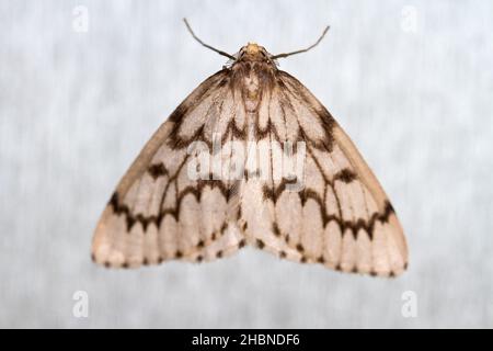 Un Phantom Hemlock Looper Moth (Nepytia phantasmaria) che poggia su un vetro satinato vetro finestra in Nanaimo, Vancouver Island, BC, Canada Foto Stock