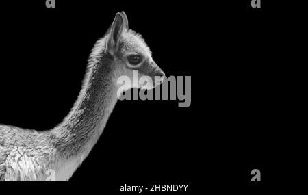 Closeup molto carino di Llama Baby sullo sfondo nero Foto Stock