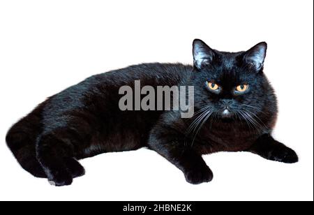 Ritratto scozzese di gatto nero diritto, gatti, gattini e gatti in casa, animali domestici le loro foto e la loro vita Foto Stock
