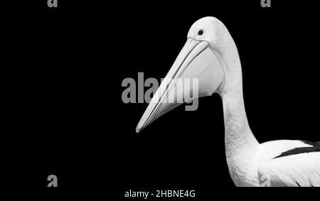 Uccello Pelican di becco grande sullo sfondo nero Foto Stock