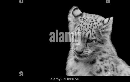 Carino Leopard Cub Closeup sullo sfondo nero Foto Stock