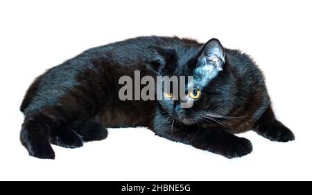 Gatto scozzese diritto di colore scuro ritratto, gatti, gattini e gatti in casa, animali domestici le loro foto e la loro vita Foto Stock