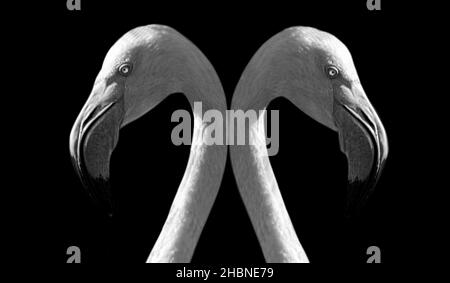 Due splendidi Flamingo Bird Closeup in sfondo nero Foto Stock