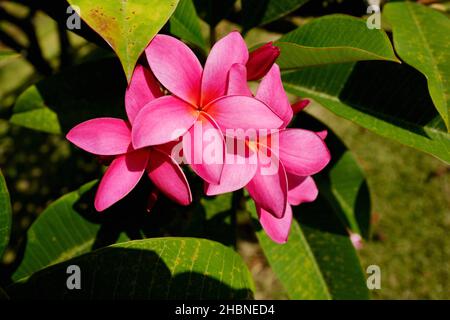 Fiori viola di piumeria al Giardino di Allerton a Kauai Foto Stock