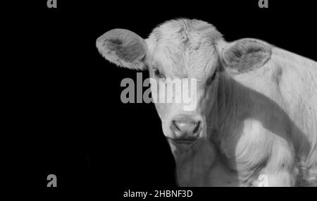 Carino ritratto bianco della mucca sullo sfondo scuro Foto Stock