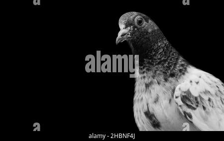 Faccia di Closeup Pigeon macchiata sullo sfondo nero Foto Stock