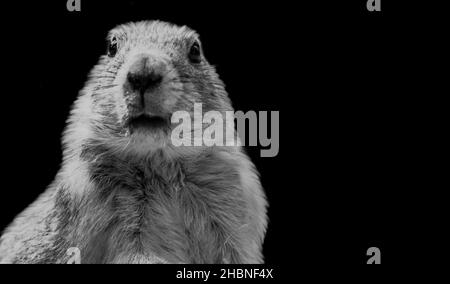 Carino bianco e nero Prairie Dog cute Face Foto Stock