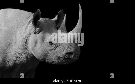 Closeup lungo Corno Rhino sullo sfondo scuro Foto Stock