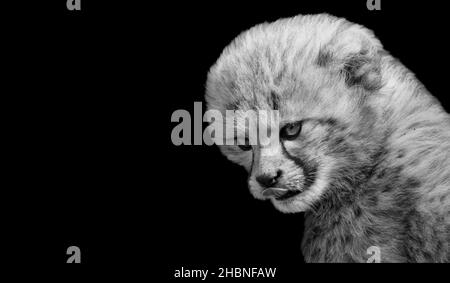 Faccia arrabbiata di Cheetah Cub sullo sfondo nero Foto Stock