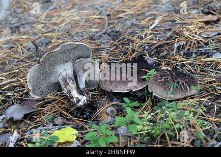 Sarcodon squamosus, chiamato anche Hydnum squamosum, comunemente noto come fungo del dente di scalpo, fungo selvatico dalla Finlandia Foto Stock