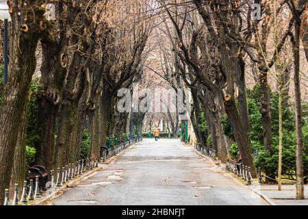 Una vista naturale di un vicolo vuoto nel parco di Cismigiu a Bucarest Foto Stock