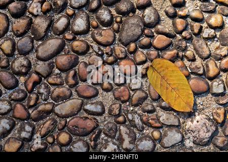 Texture ciottoli fondo pavimento e foglia gialla, Brasile Foto Stock