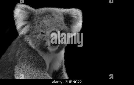 Molto carino Koala seduta sullo sfondo nero Foto Stock