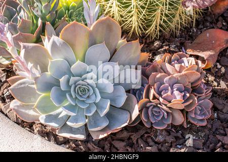 Vari colori di Echeveria piante succulente in una pentola al sole Foto Stock